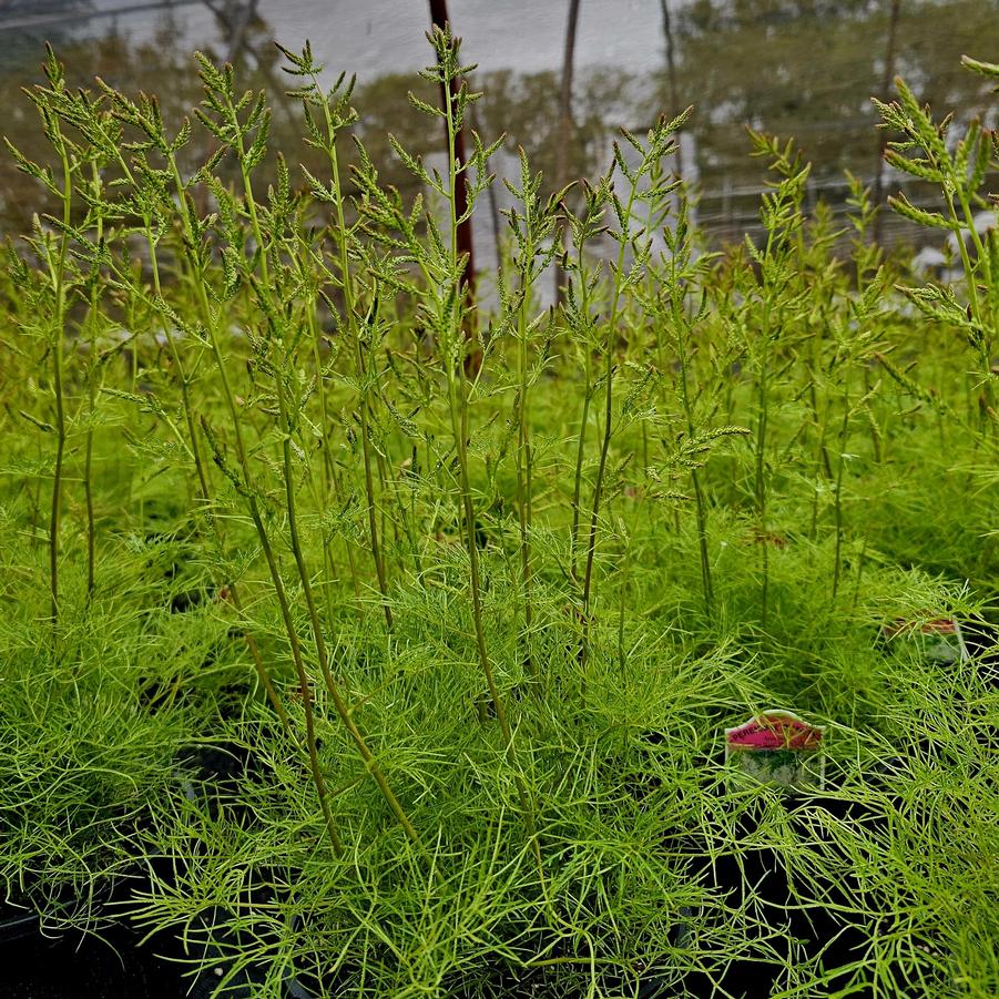 Aruncus 'Fairy Hair' - Goatsbeard from Hoffie Nursery