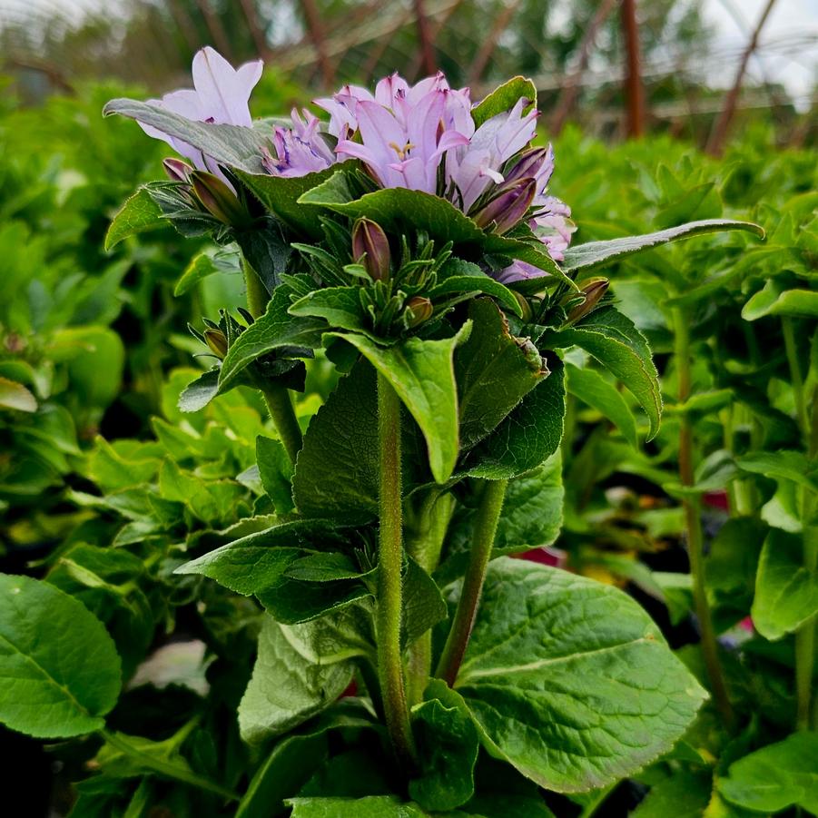 Campanula glomerata 'Emerald' - Clustered Bellflower from Hoffie Nursery