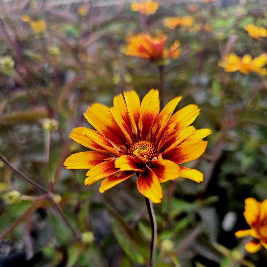 Heliopsis helianthoides v. scabra 'Burning Hearts' - False Sunflower from Hoffie Nursery