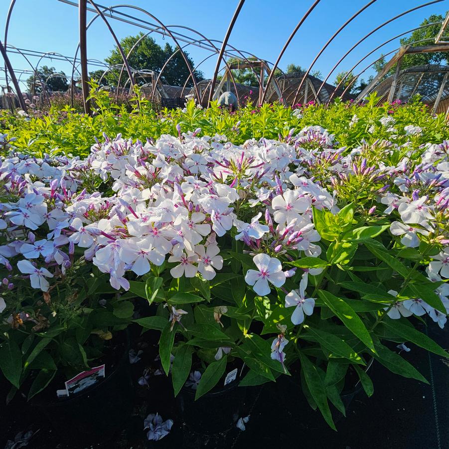 Phlox paniculata Flame® Light Blue Flame® - Garden Phlox from Hoffie Nursery