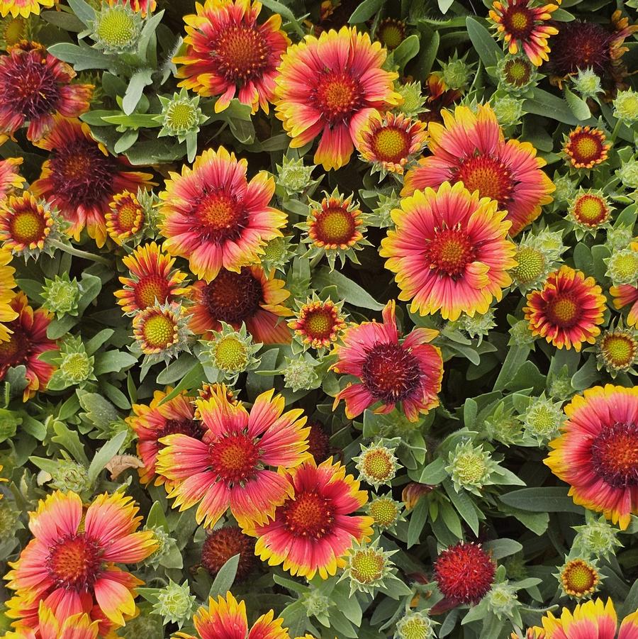 Gaillardia grandiflora 'Arizona Sun' - Blanket Flower from Hoffie Nursery