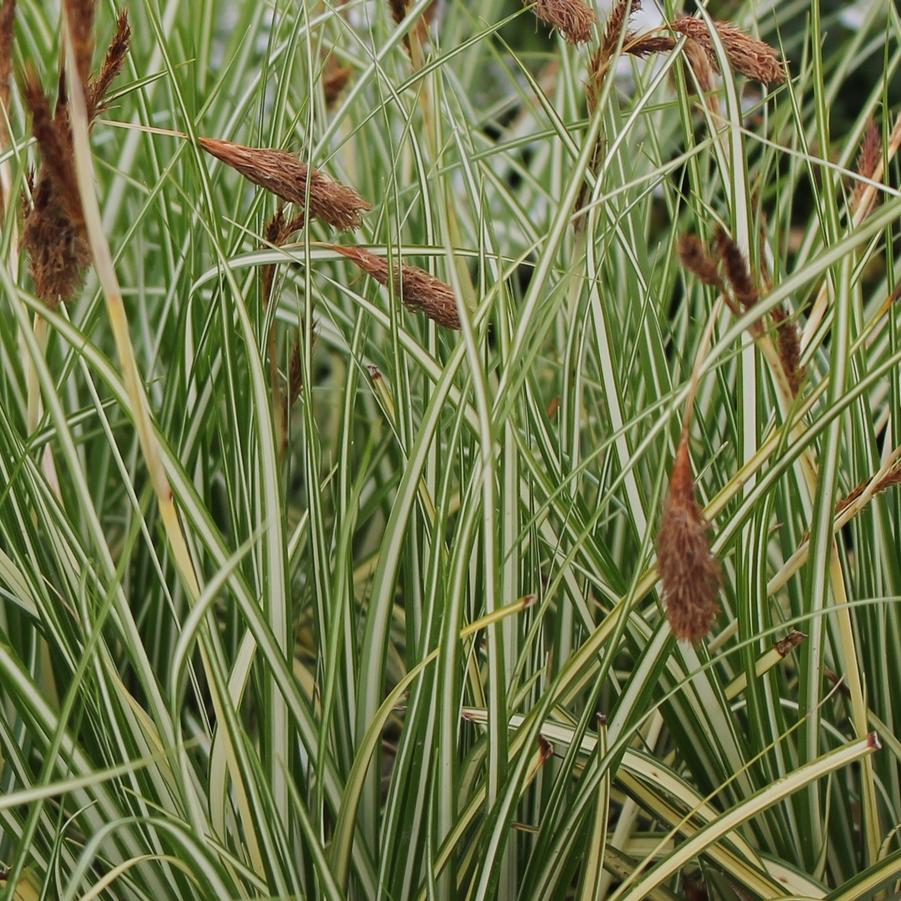 Carex oshimensis 'Evergold' - Variegated Japanese Sedge from Hoffie Nursery