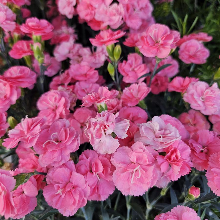 Dianthus Constant Cadence® 'Salmon' - from Hoffie Nursery