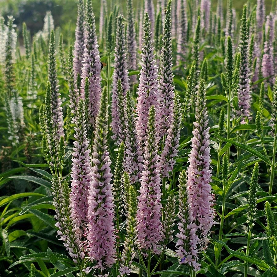 Veronica Moody Blues® 'Pink' - Speedwell from Hoffie Nursery