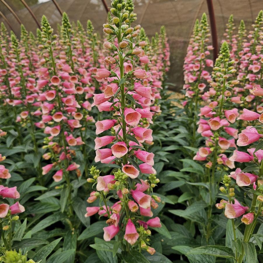 Digitalis Arctic Fox Rose - Foxglove from Hoffie Nursery
