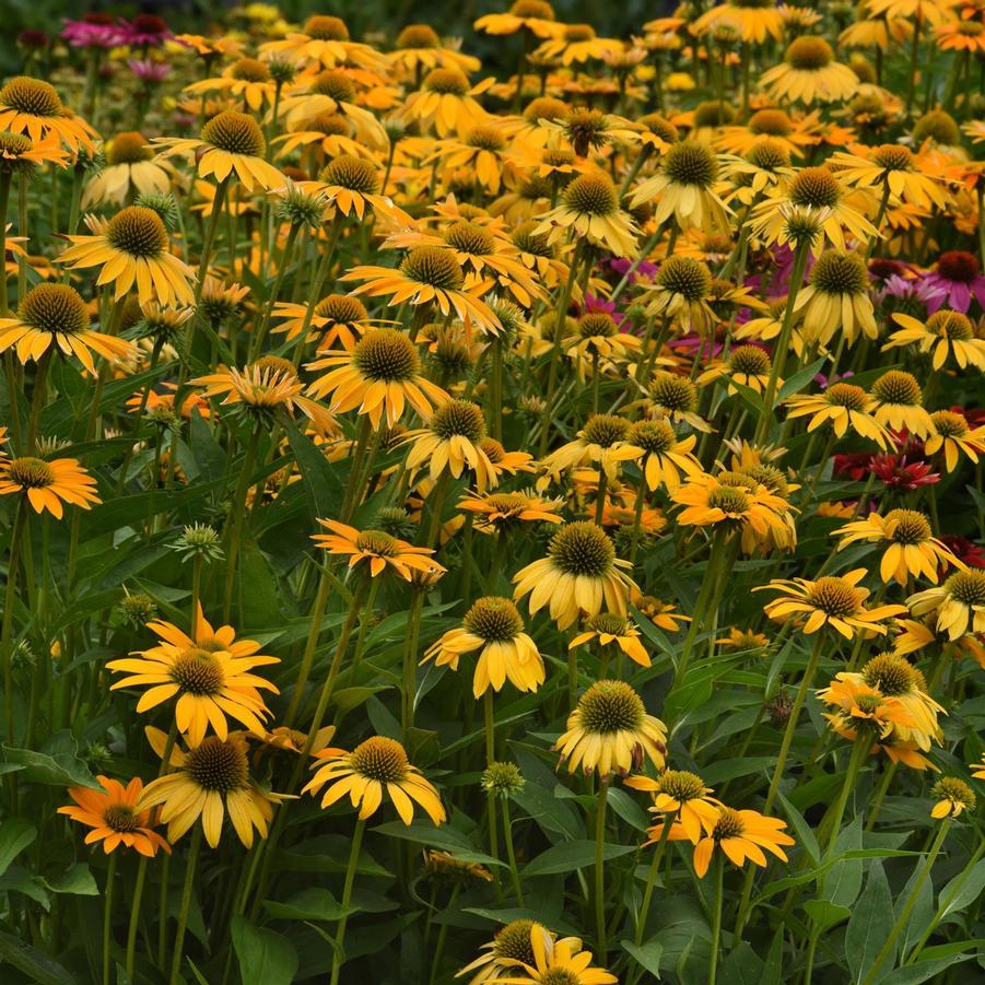 Echinacea Artisan® Yellow Ombre Artisan® - Coneflower from Hoffie Nursery