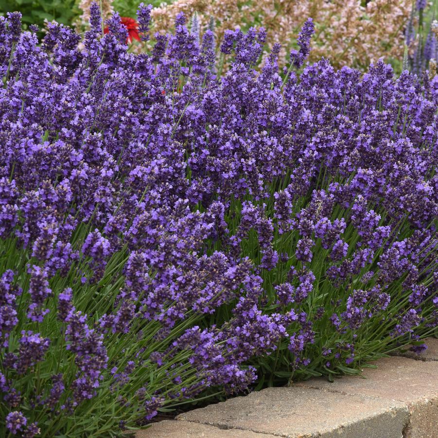 Lavandula angustifolia 'SuperBlue' - Lavender from Hoffie Nursery