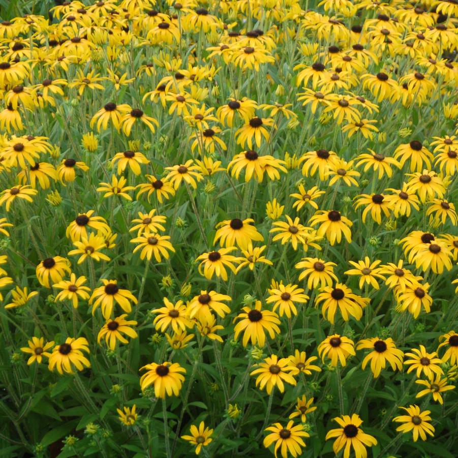 Rudbeckia 'American Gold Rush' - Black Eyed Susan from Hoffie Nursery