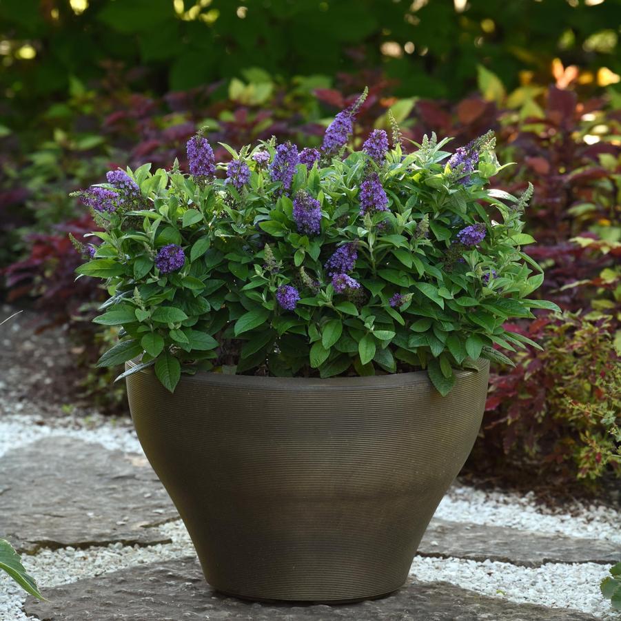 Buddleia davidii Chrysalis™ 'Blue' - Butterfly Bush from Hoffie Nursery