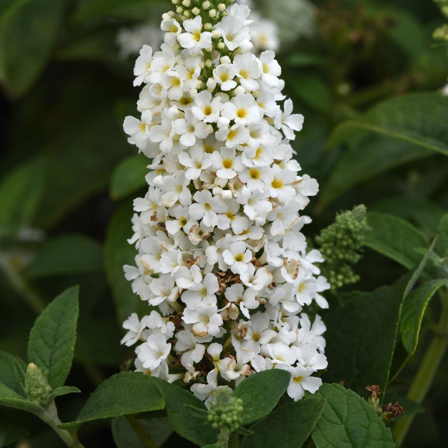 Buddleia davidii Chrysalis™ 'White' - Butterfly Bush from Hoffie Nursery