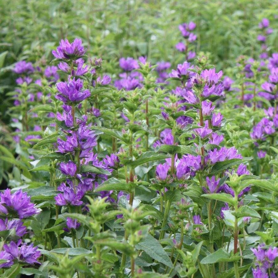 Campanula glomerata 'Freya' - Clustered Bellflower from Hoffie Nursery