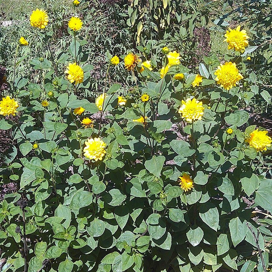 Helianthus 'Sunshine Daydream' - Many-Flowered Sunflower from Hoffie Nursery