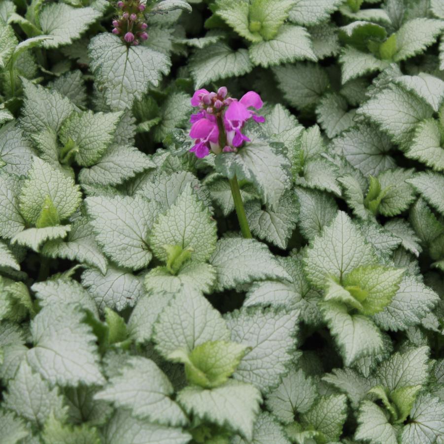 Lamium maculatum 'Ghost' - Spotted Deadnettle from Hoffie Nursery