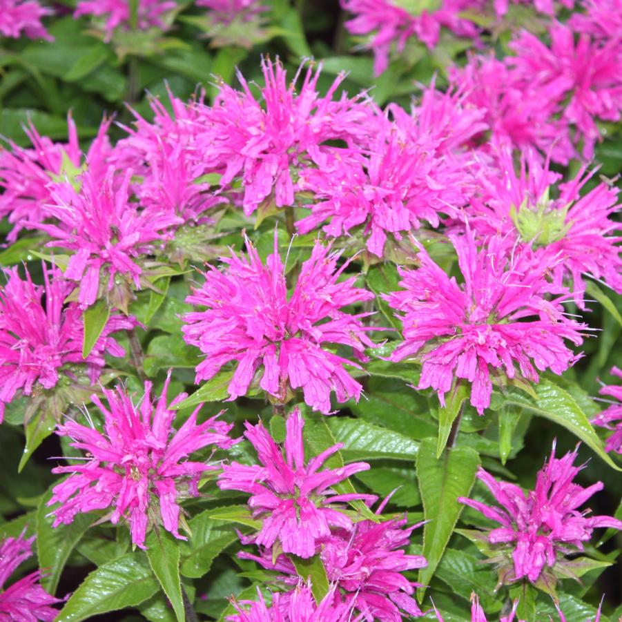 Monarda didyma ACrade 'Grand Parade' - Bee Balm from Hoffie Nursery