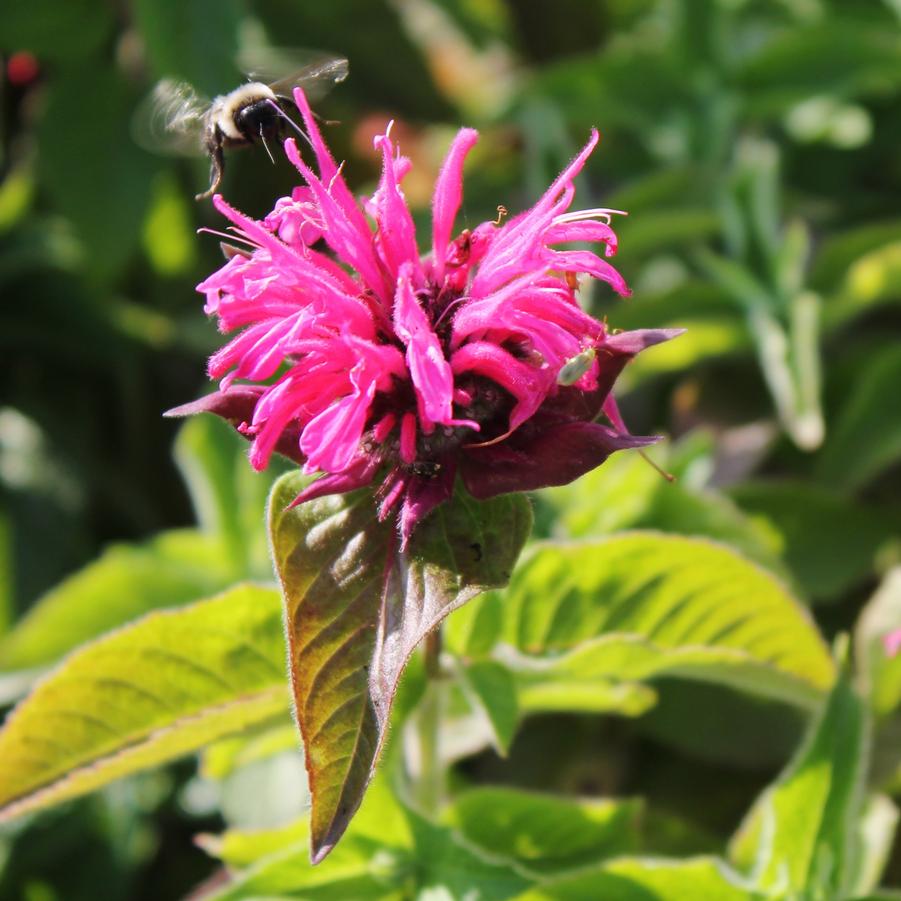 Monarda didyma 'Pink Lace' - Bee Balm from Hoffie Nursery