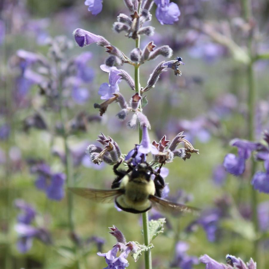 Nepeta faassenii 'Dropmore' - Persian Catmint from Hoffie Nursery