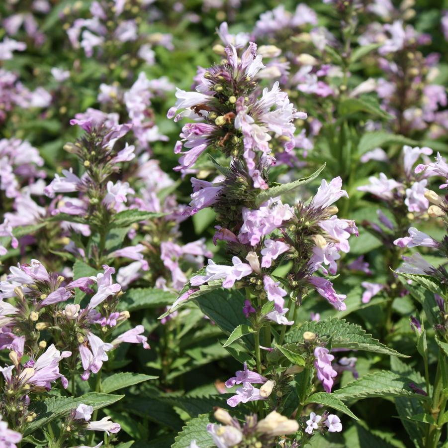 Nepeta subsessilis Prelude™ 'Candy Cat' - Catmint from Hoffie Nursery