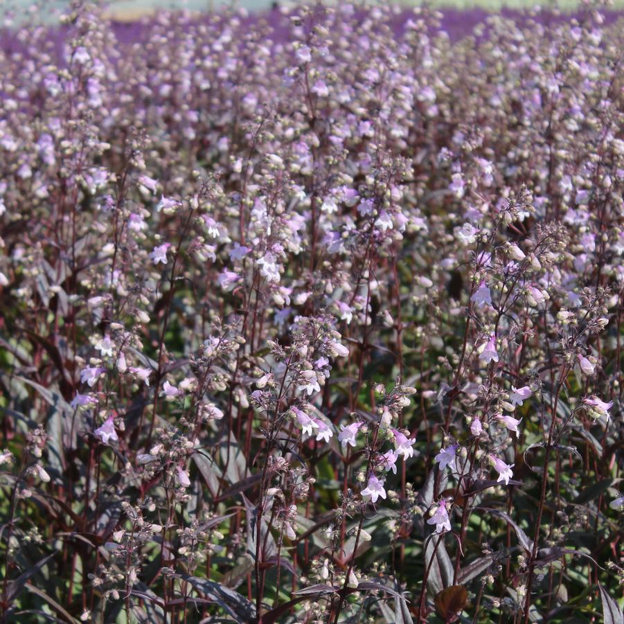 Penstemon digitalis 'Pocahontas' - Beardtongue from Hoffie Nursery