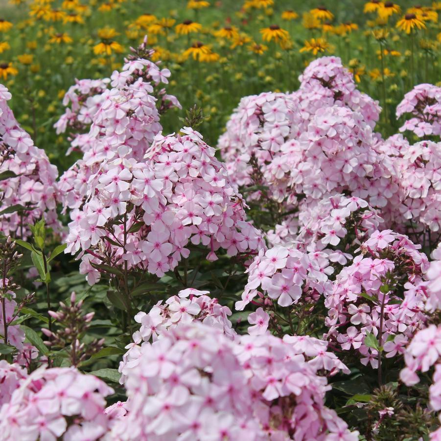 Phlox paniculata 'Thai Pink Jade' - Garden Phlox from Hoffie Nursery