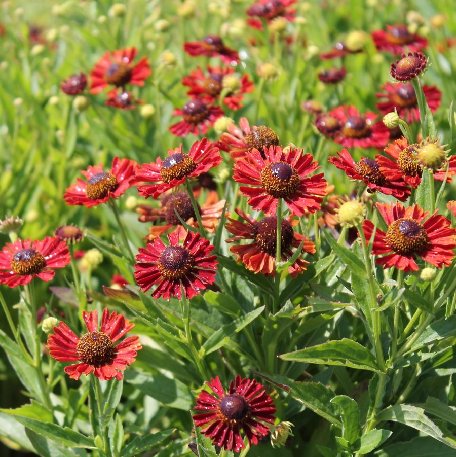 Helenium Mariachi™ 'Siesta' - Helen's Flower from Hoffie Nursery
