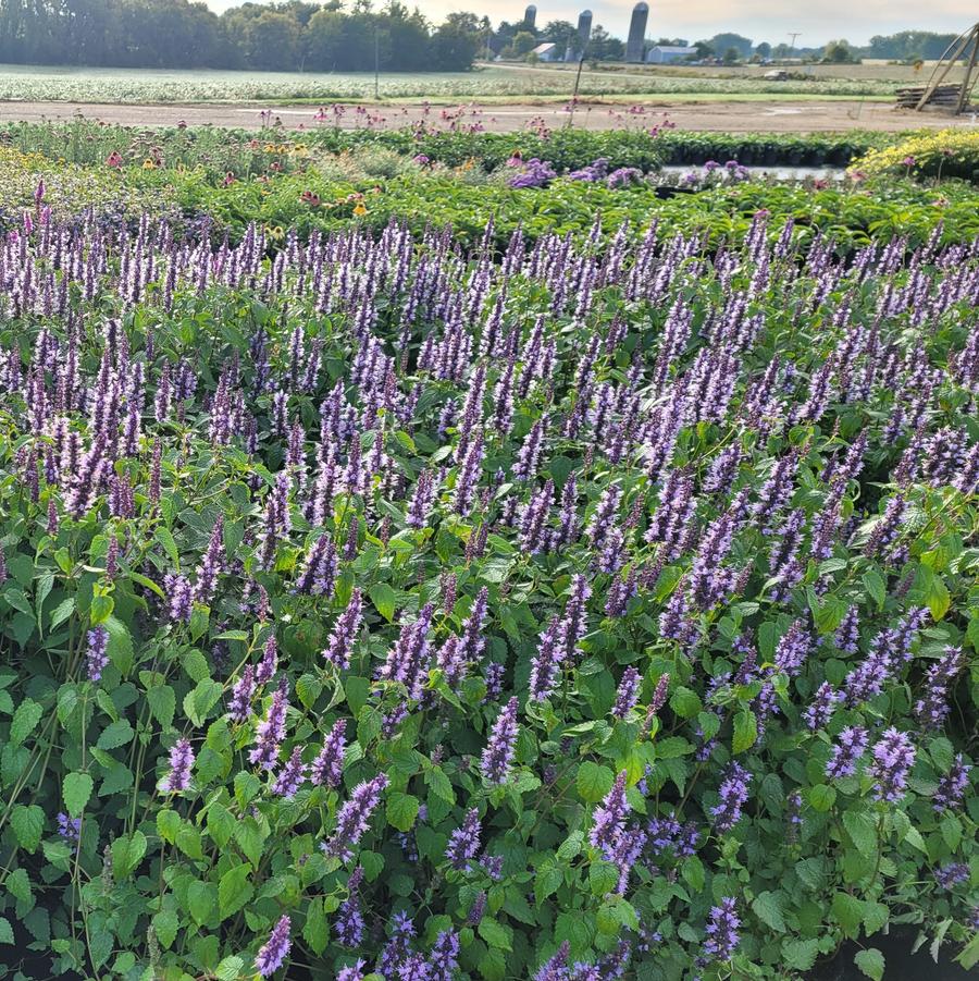 Agastache rugosa 'Little Adder' - Anise Hyssop from Hoffie Nursery