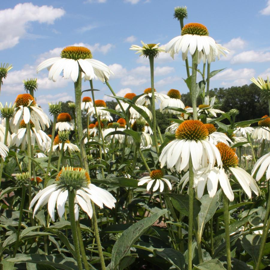 Echinacea purpurea 'White Swan' - White Coneflower from Hoffie Nursery