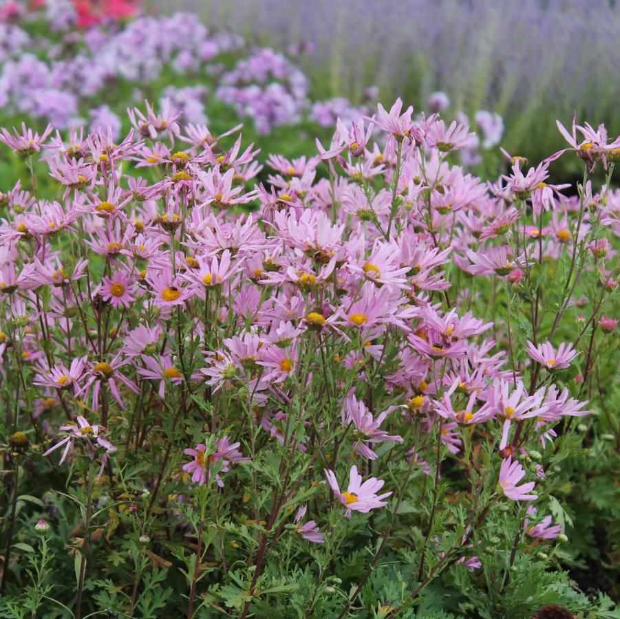 Dendranthema 'Clara Curtis' - Arctic Daisy from Hoffie Nursery