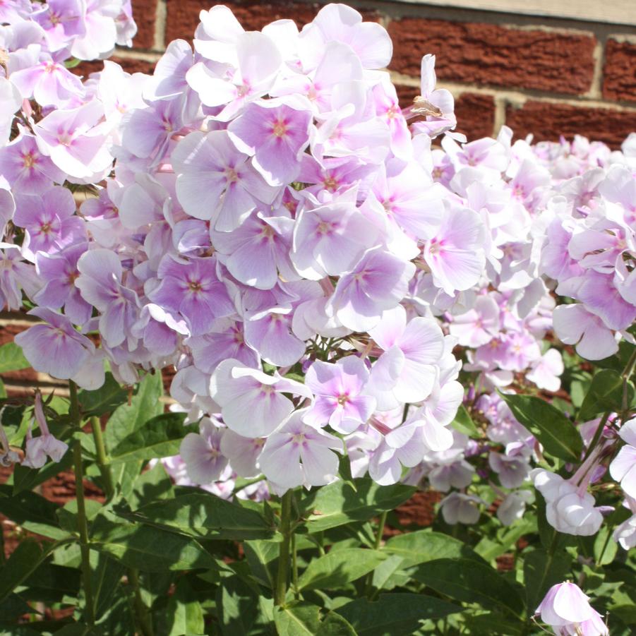 Phlox paniculata 'Franz Schubert' - Garden Phlox from Hoffie Nursery