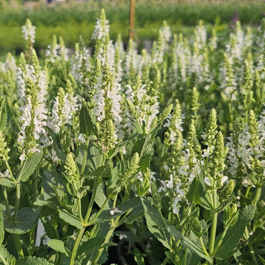 Salvia nemorosa 'Lyrical White' - Meadow Sage from Hoffie Nursery