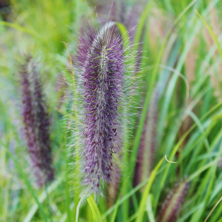 Pennisetum alopecuroides 'Red Head' - Red Head Fountain Grass from Hoffie Nursery
