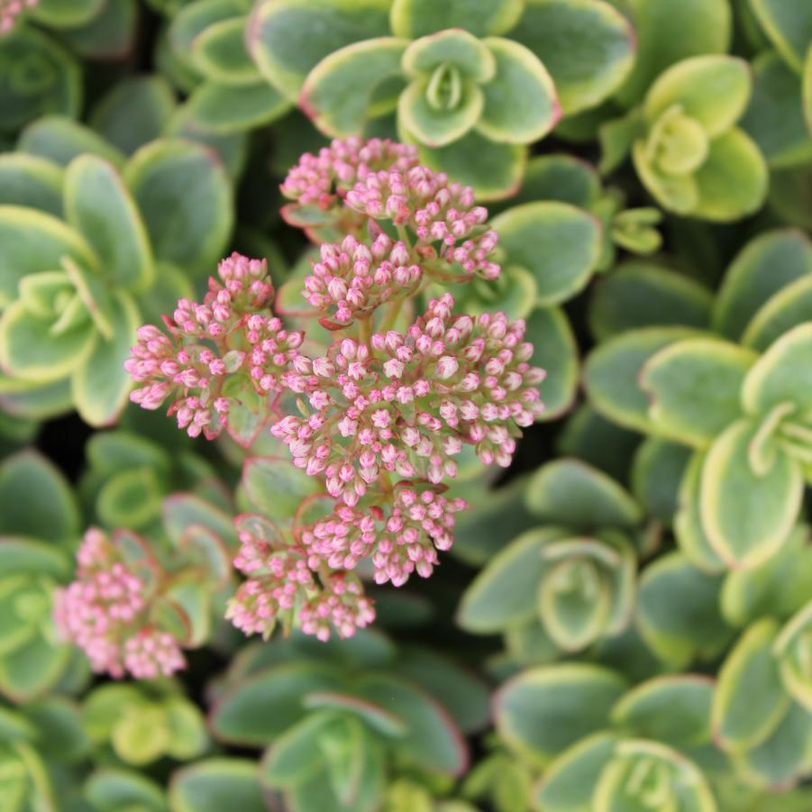 Sedum Sunsparkler® 'Lime Twister' - Variegated Stonecrop from Hoffie Nursery