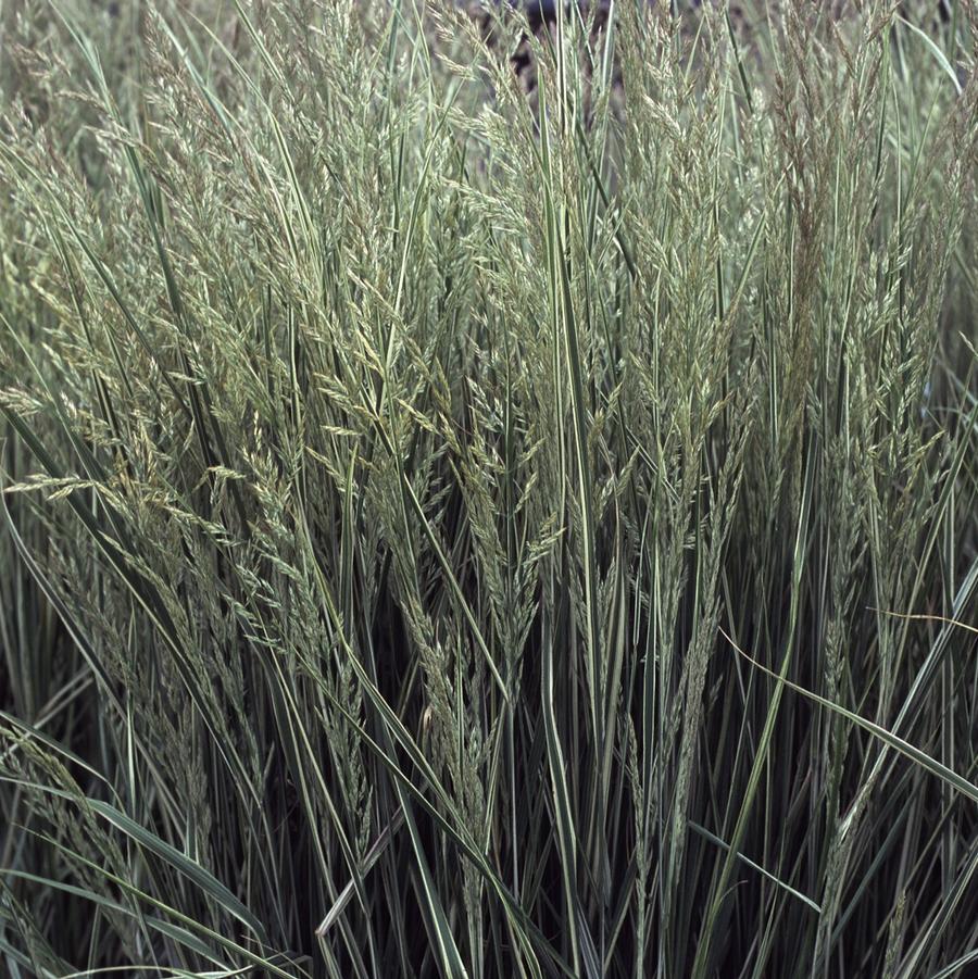 Calamagrostis acutiflora 'Overdam' - Variegated Feather Reed Grass from Hoffie Nursery