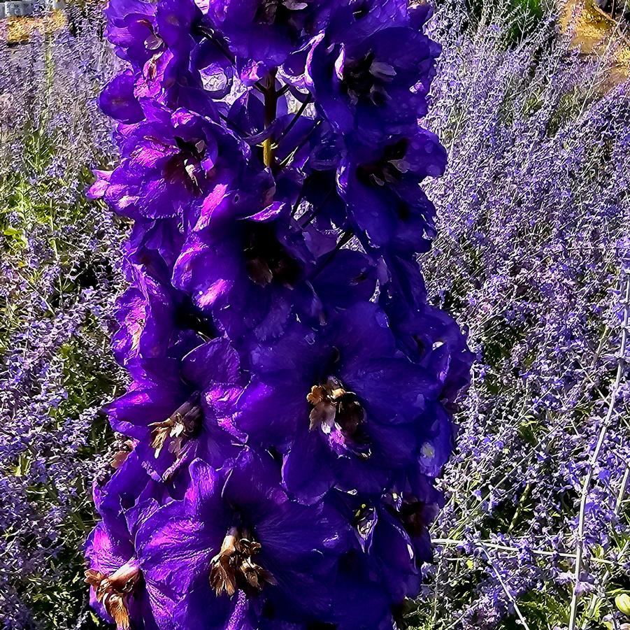 Delphinium 'Black Knight' - Larkspur from Hoffie Nursery