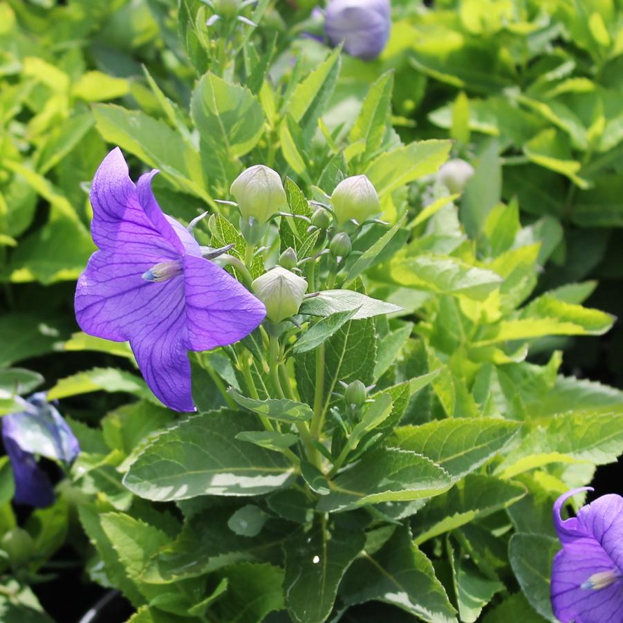 Platycodon grandiflorus 'Sentimental Blue' - Balloon Flower from Hoffie Nursery