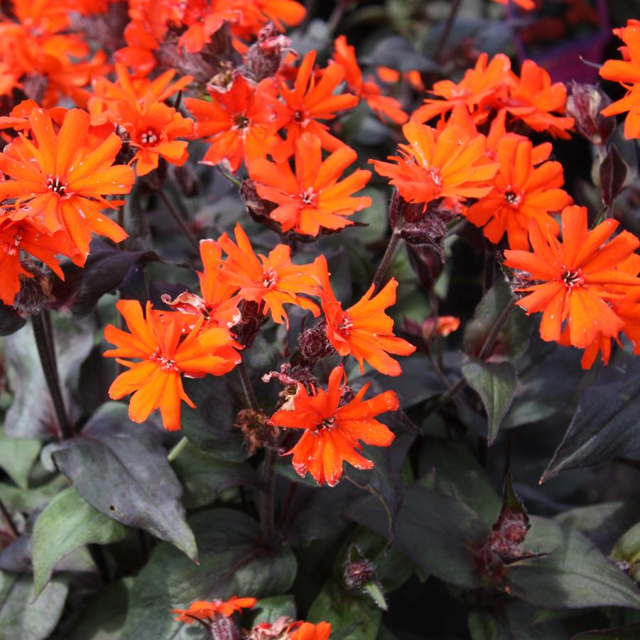 Lychnis arkwrightii 'Orange Gnome' - Catchfly, Maltese Cross from Hoffie Nursery