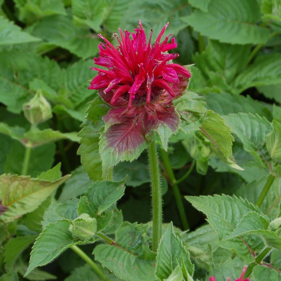 Monarda didyma 'Fireball' - Bee Balm from Hoffie Nursery