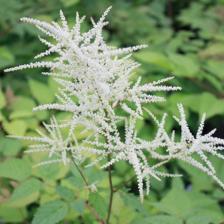 Aruncus dioicus - Goat's Beard from Hoffie Nursery