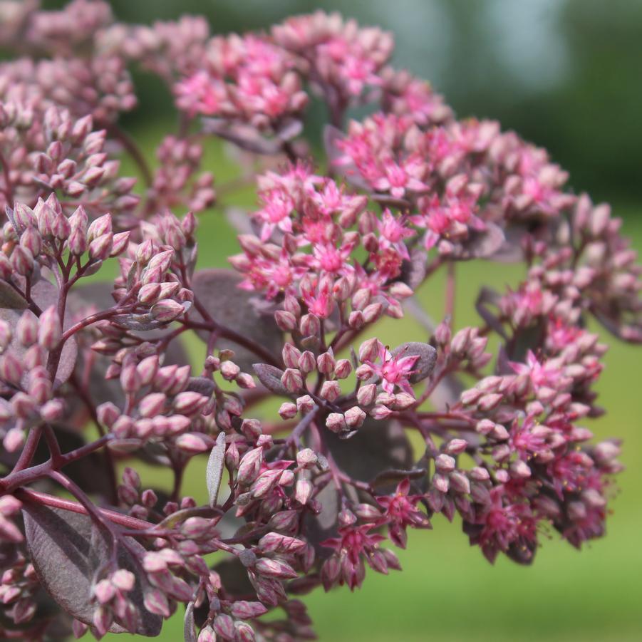 Sedum Sunsparkler® 'Dazzleberry' - Creeping Sedum from Hoffie Nursery