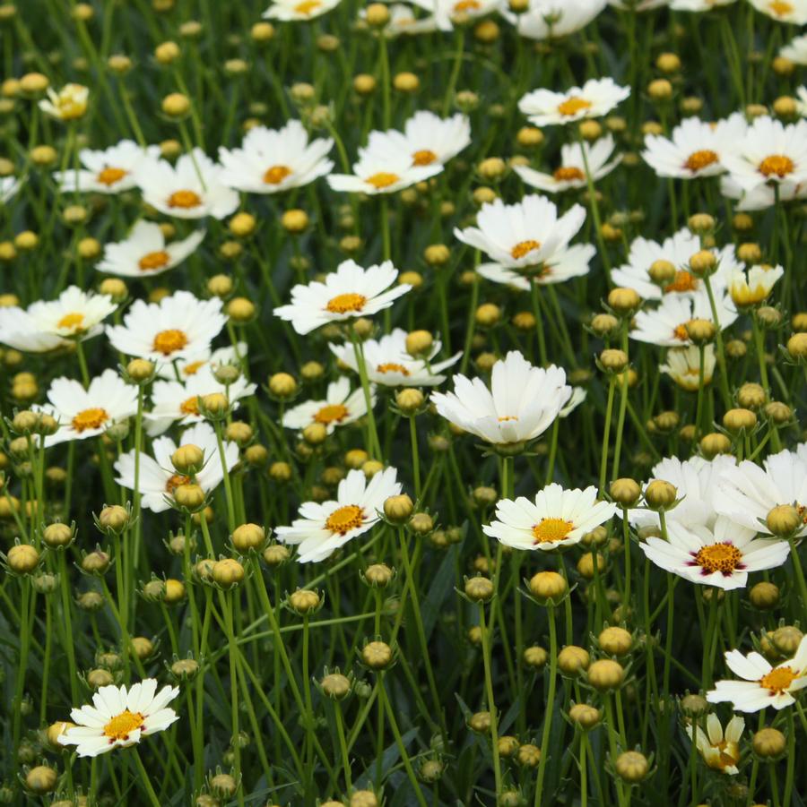 Coreopsis Big Bang 'Star Cluster' - Tickseed from Hoffie Nursery