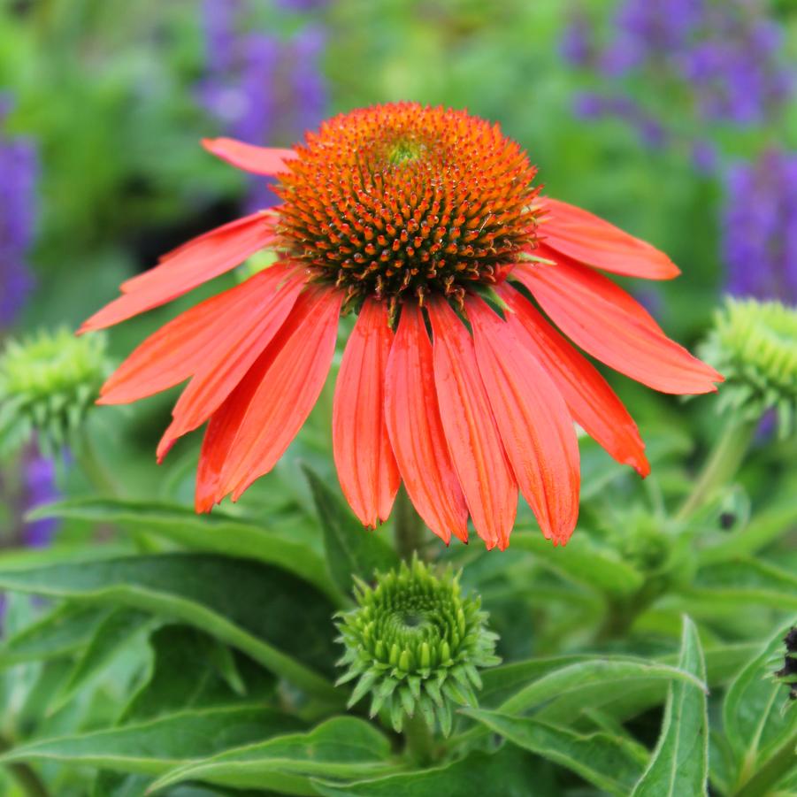 Echinacea Sombrero® Adobe Orange - Coneflower from Hoffie Nursery