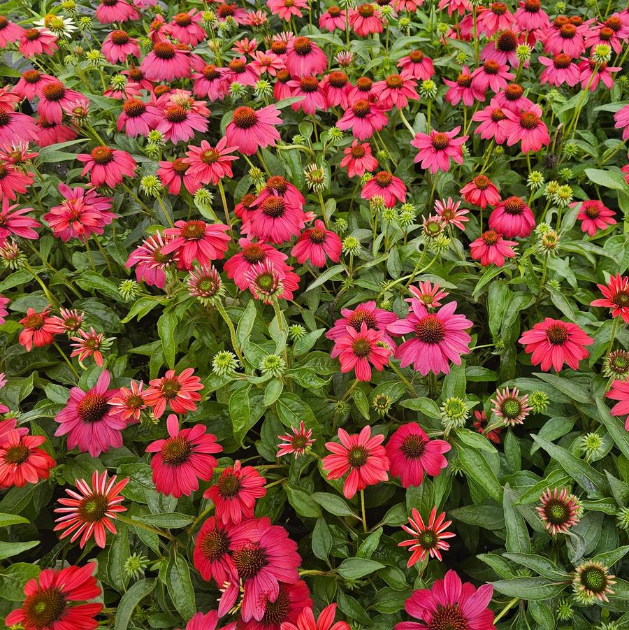 Echinacea Sombrero® Tres Amigos - Coneflower from Hoffie Nursery