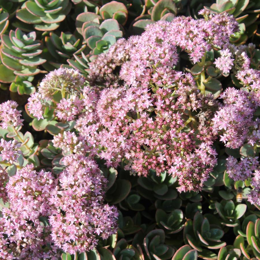 Sedum Sunsparkler® 'Lime Zinger' - Stonecrop from Hoffie Nursery
