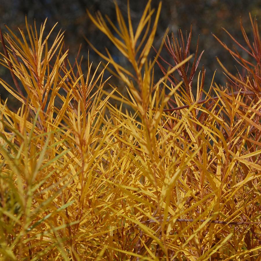 Amsonia 'Halfway to Arkansas' - Bluestar Milkweed from Hoffie Nursery