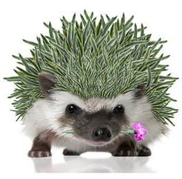 Dianthus 'Edgehog' - Variegated Cheddar Pinks from Hoffie Nursery