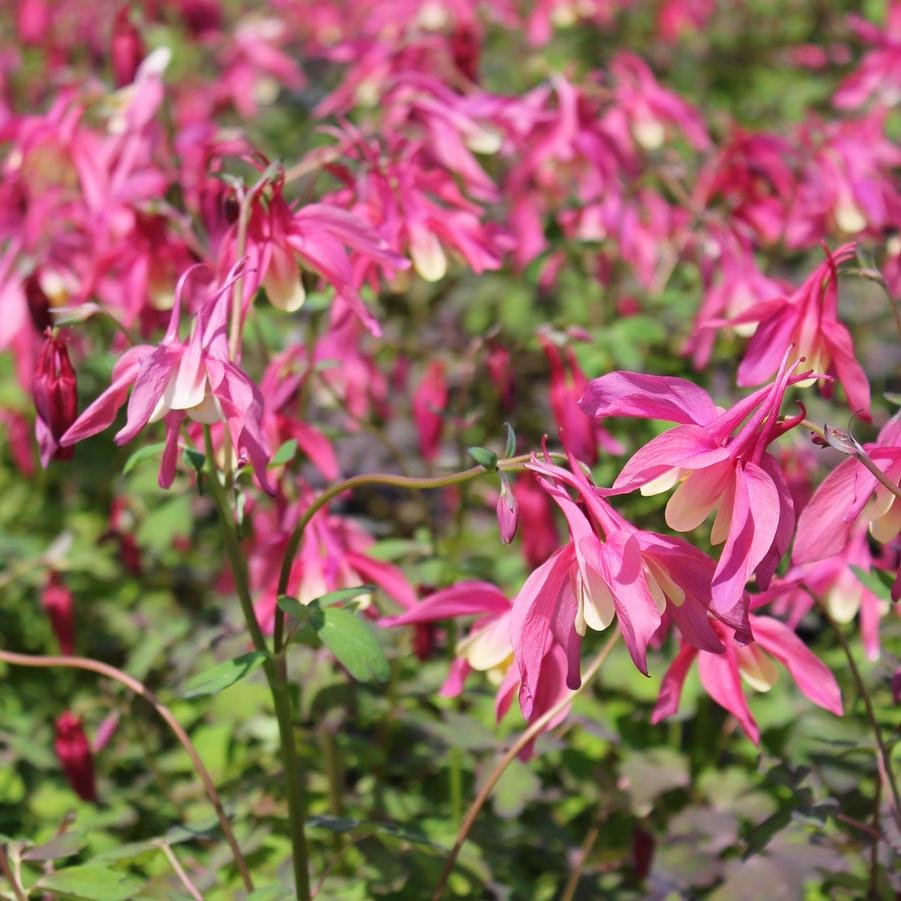 Aquilegia 'Spring Magic Rose and Ivory' - Columbine from Hoffie Nursery