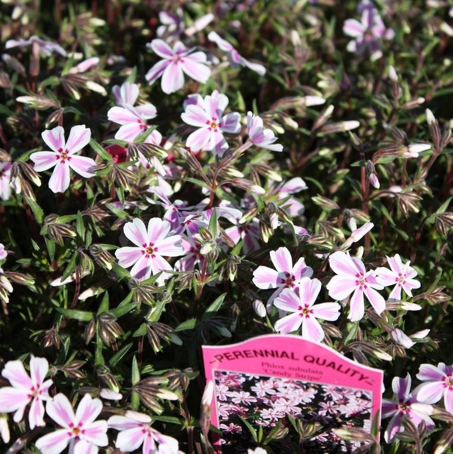 Phlox subulata 'Candy Stripe' - Moss Phlox from Hoffie Nursery