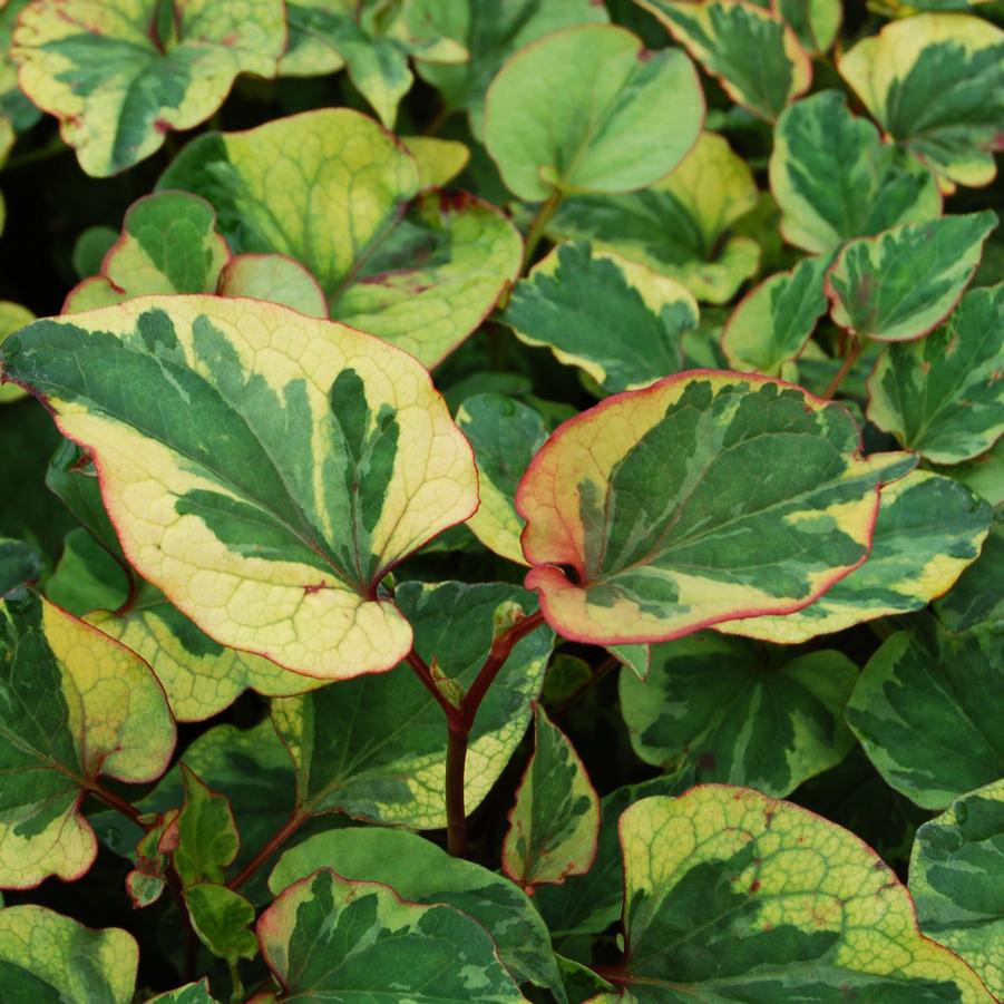 Houttuynia cordata 'Chameleon' - Chameleon Plant from Hoffie Nursery