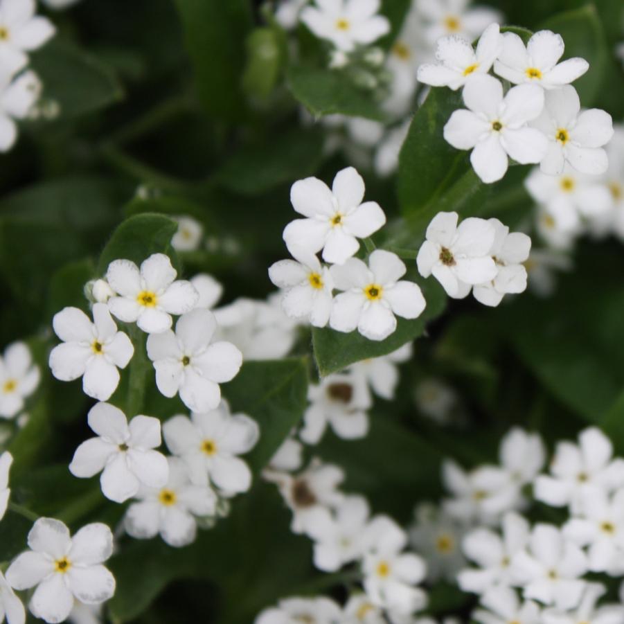 Myosotis sylvatica 'Victoria White' - Forget-Me-Not from Hoffie Nursery