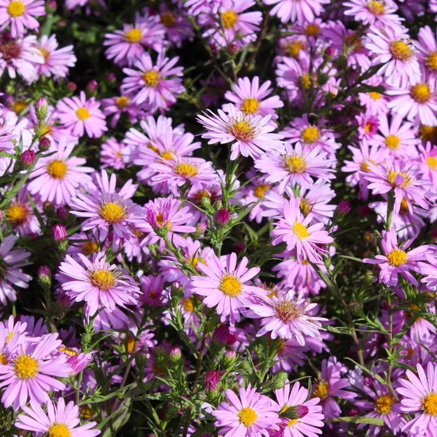Aster dumosus 'Wood's Pink' - New York Aster from Hoffie Nursery