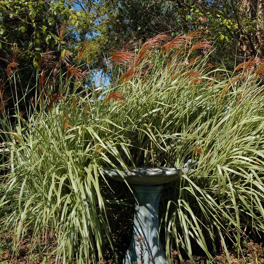 Miscanthus sinensis 'Variegatus' - Variegated Japanese Silver Grass from Hoffie Nursery